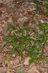 Variable panicgrass
